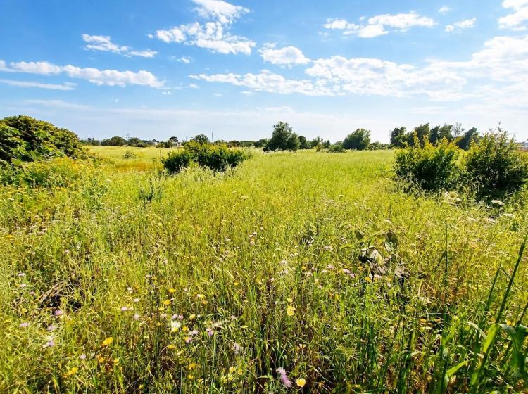 Terreno residenziale in vendita, via Pilella, Alliste