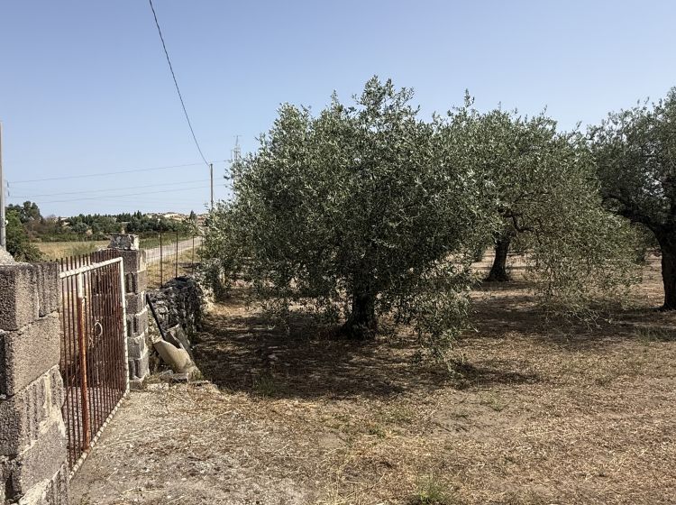 Terreno agricolo in vendita, Florinas  SS  Italia, Florinas
