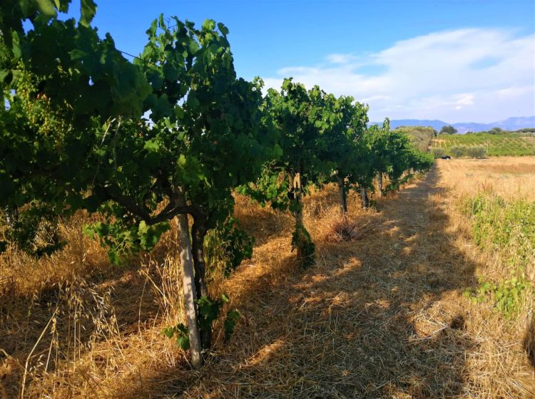 Terreno agricolo in vendita, via Formale Rotondo, Campoleone, Lanuvio