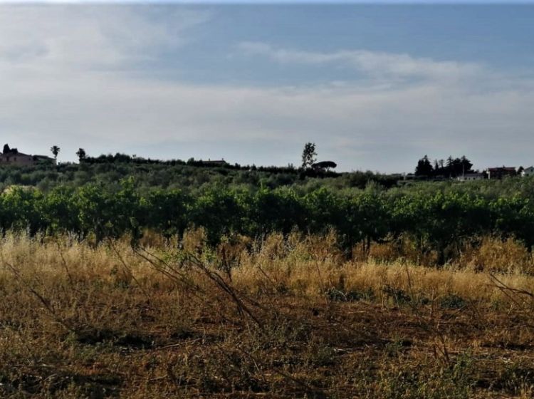 Terreno agricolo in vendita, via Formale Rotondo, Campoleone, Lanuvio