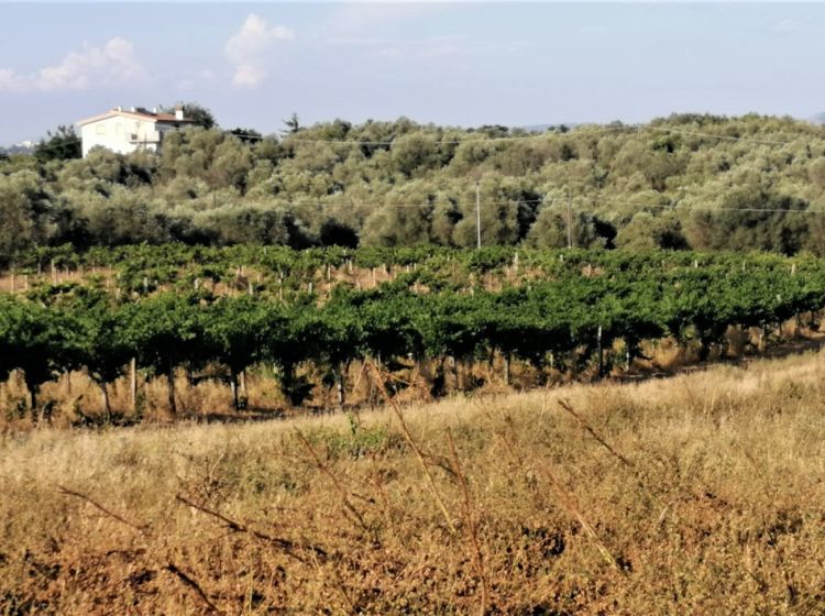 Terreno agricolo in vendita, via Formale Rotondo, Campoleone, Lanuvio