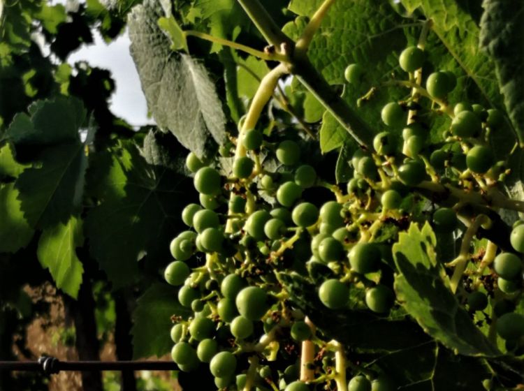 Terreno agricolo in vendita, via Formale Rotondo, Campoleone, Lanuvio