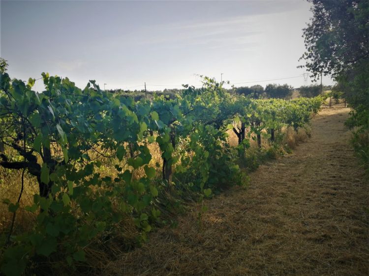 Terreno agricolo in vendita, via Formale Rotondo, Campoleone, Lanuvio