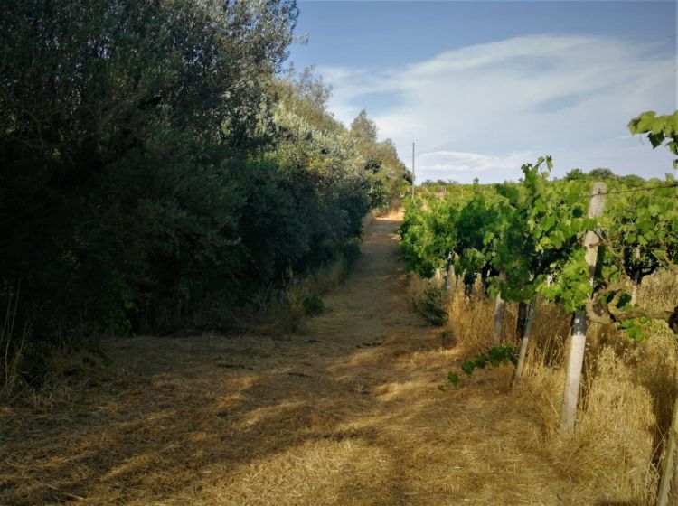 Terreno agricolo in vendita, via Formale Rotondo, Campoleone, Lanuvio