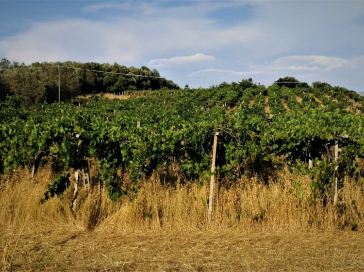 Terreno agricolo in vendita, via Formale Rotondo, Campoleone, Lanuvio