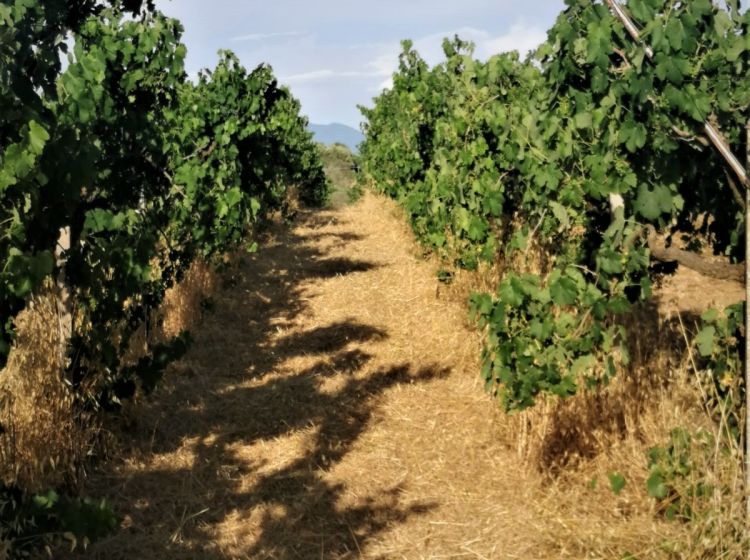 Terreno agricolo in vendita, via Formale Rotondo, Campoleone, Lanuvio