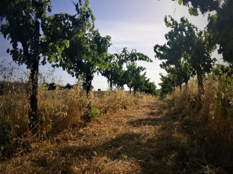 Terreno agricolo in vendita, via Formale Rotondo, Campoleone, Lanuvio