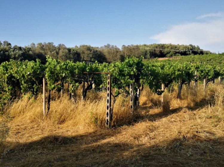 Terreno agricolo in vendita, via Formale Rotondo, Campoleone, Lanuvio