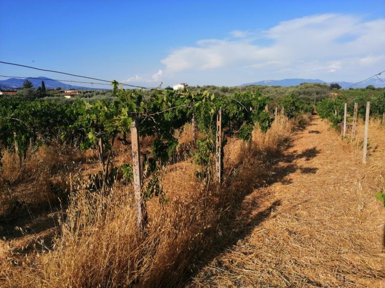 Terreno agricolo in vendita, via Formale Rotondo, Campoleone, Lanuvio