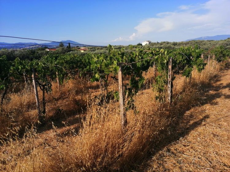 Terreno agricolo in vendita, via Formale Rotondo, Campoleone, Lanuvio