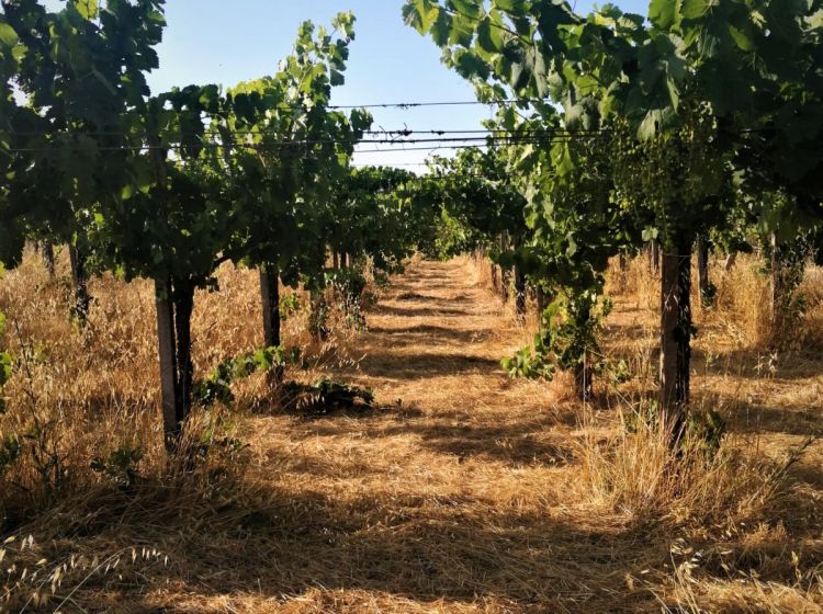 Terreno agricolo in vendita, via Formale Rotondo, Campoleone, Lanuvio