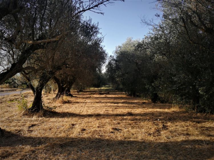 Terreno agricolo in vendita, via Formale Rotondo, Campoleone, Lanuvio