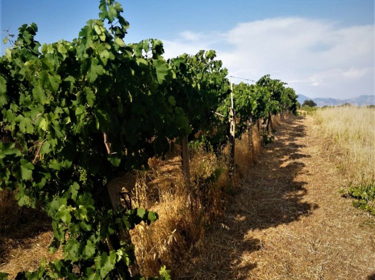 Terreno agricolo in vendita, via Formale Rotondo, Campoleone, Lanuvio