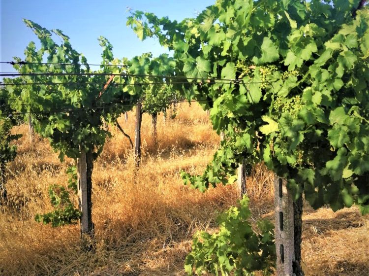 Terreno agricolo in vendita, via Formale Rotondo, Campoleone, Lanuvio