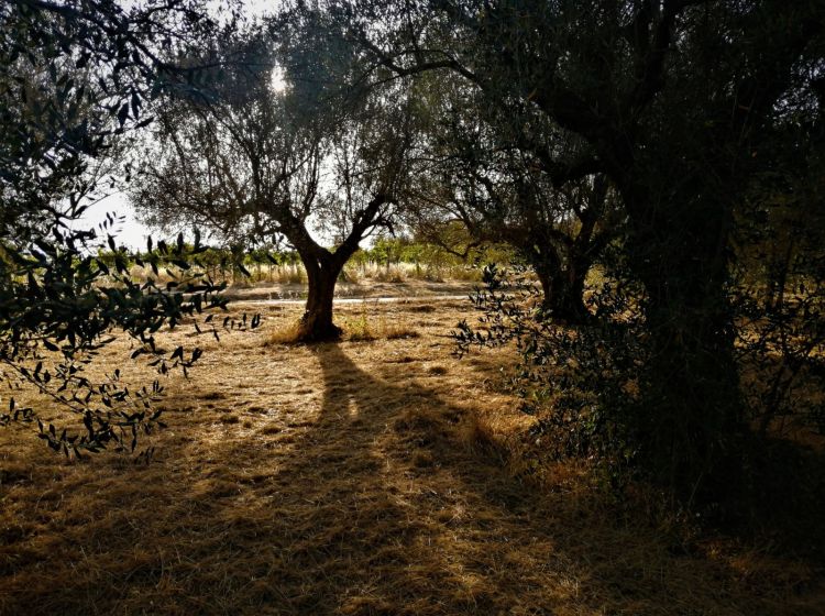 Terreno agricolo in vendita, via Formale Rotondo, Campoleone, Lanuvio