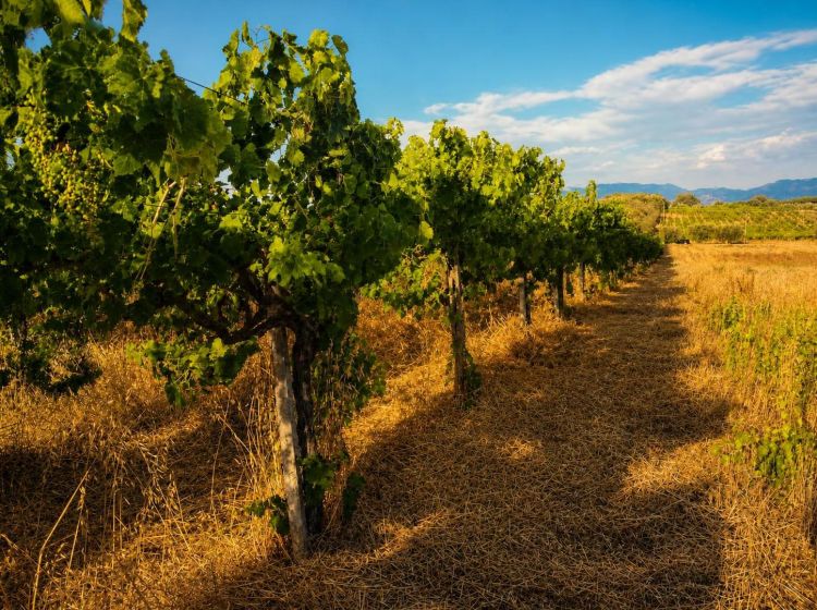 Terreno agricolo in vendita, via Formale Rotondo, Campoleone, Lanuvio