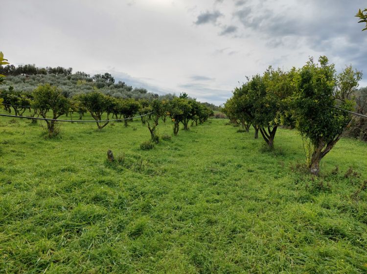 Terreno agricolo in vendita, Strada Statale 107 Silana Crotonese, Iannello, Crotone