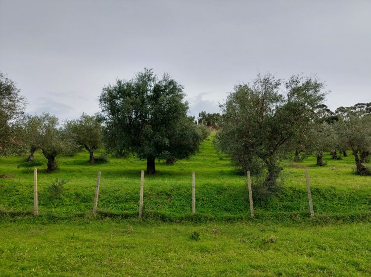 Terreno agricolo in vendita, Strada Statale 107 Silana Crotonese, Iannello, Crotone