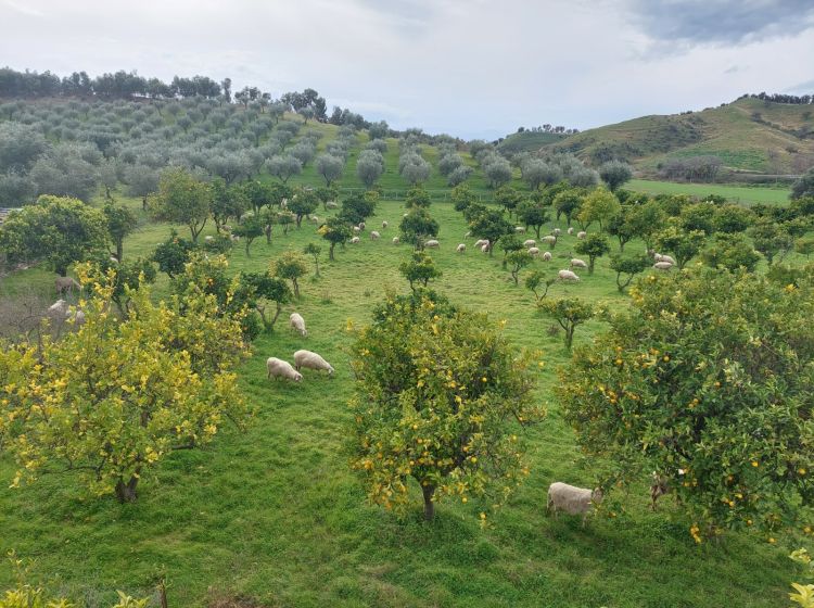 Terreno agricolo in vendita, Strada Statale 107 Silana Crotonese, Iannello, Crotone