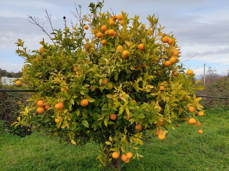 Terreno agricolo in vendita, Strada Statale 107 Silana Crotonese, Iannello, Crotone