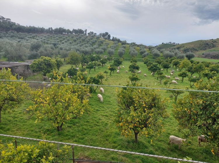 Terreno agricolo in vendita, Strada Statale 107 Silana Crotonese, Iannello, Crotone