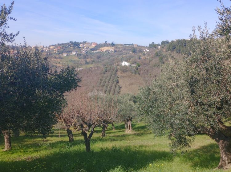 Terreno residenziale in vendita, Strada Vicinale Valle Ferzetti, Ospedale, Pescara