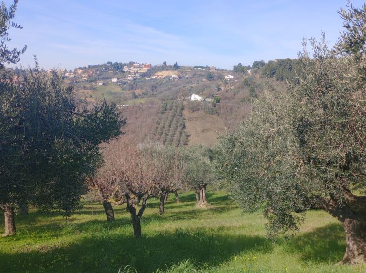 Terreno residenziale in vendita, Strada Vicinale Valle Ferzetti, Ospedale, Pescara