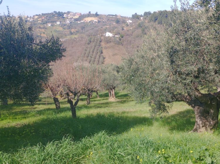 Terreno residenziale in vendita, Strada Vicinale Valle Ferzetti, Ospedale, Pescara