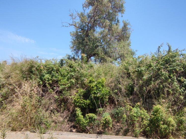 Terreno residenziale in vendita, Strada senza nome  Brucoli  Augusta (SR), Augusta