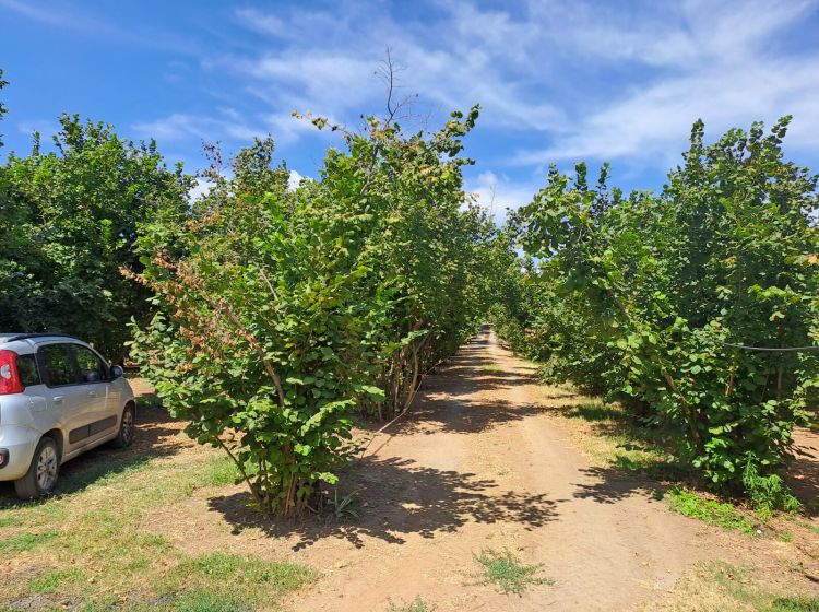 Terreno agricolo in vendita, Strada mecocci snc, Vignanello