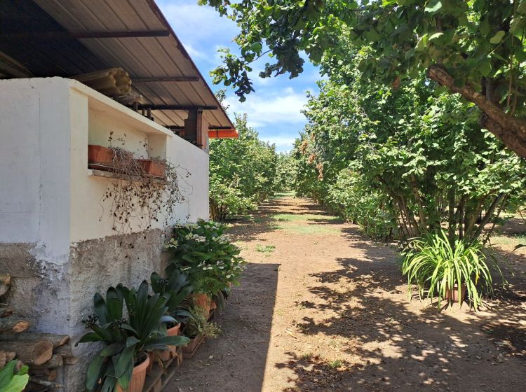 Terreno agricolo in vendita, Strada mecocci snc, Vignanello