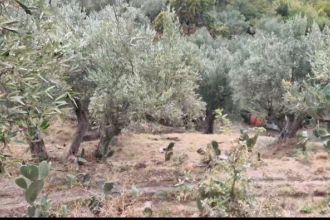 Terreno agricolo in vendita, via Giuseppe Maria Muscari, Sant&#039;Elia, Catanzaro