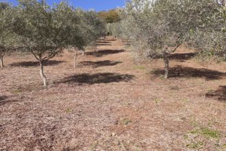 Terreno agricolo in vendita, Contrada Mortella, Serramonda, Marcellinara