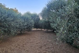 Terreno agricolo in vendita, SP26  68, Vignanello