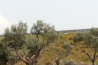 Terreno industriale o artigianale in vendita, via Grotteria Mare, Grotteria