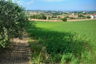 Terreno agricolo in vendita, Frazione Montale  136, Arcevia