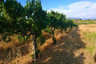 Terreno agricolo in vendita, via Formale Rotondo, Campoleone, Lanuvio