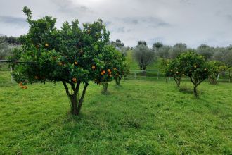 Terreno agricolo in vendita, Strada Statale 107 Silana Crotonese, Iannello, Crotone