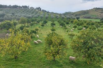 Terreno agricolo in vendita, Strada Statale 107 Silana Crotonese, Iannello, Crotone