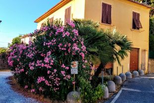 Terratetto unifamiliare in vendita, via Palestro  19, Collesalvetti