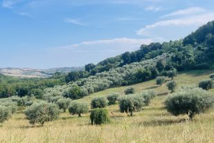 Terreno agricolo in vendita, via Sotto il Loco, Case Alte, Sant'omero