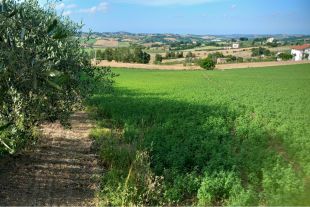 Terreno agricolo in vendita, Frazione Montale  136, Arcevia