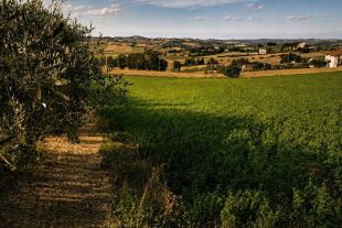 Terreno agricolo in vendita, Frazione Montale  136, Arcevia